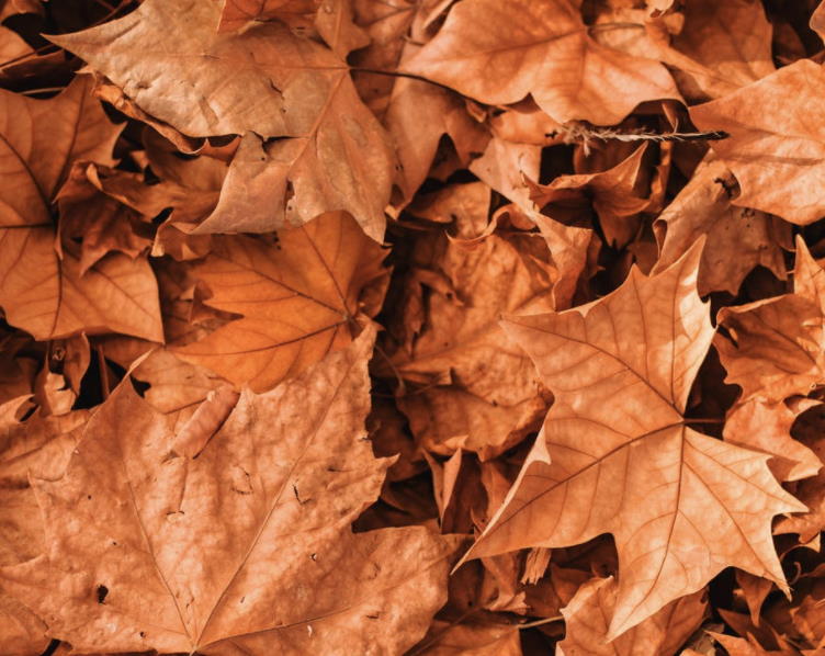 De herfst komt eraan!